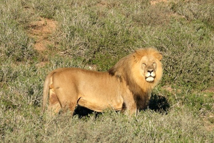 Shamwari Game Reserve Reviews Is It Worth It?