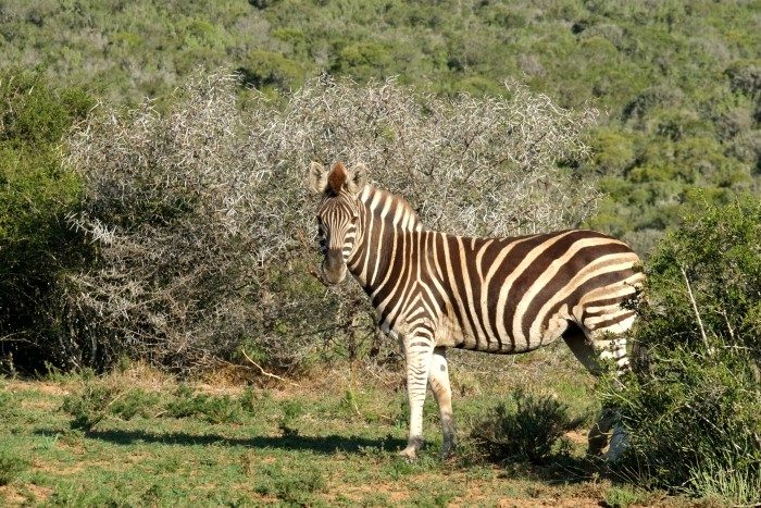Shamwari wildlife reserve South Africa
