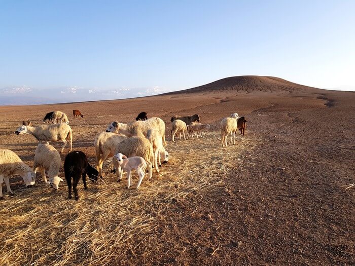 woestijntrip marrakech woestijntrip
