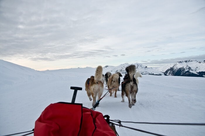 jasper national park dog sledding