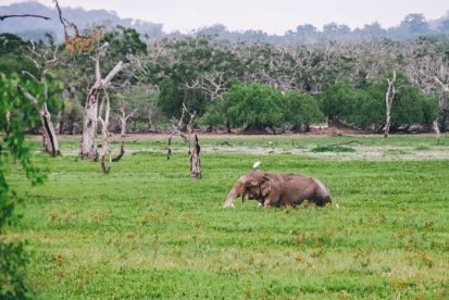 Sri Lanka Holidays Guide - Everything to plan your trip