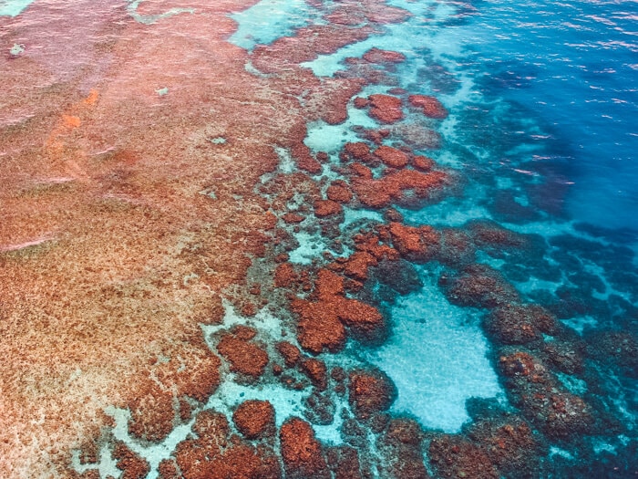 cruise great barrier reef