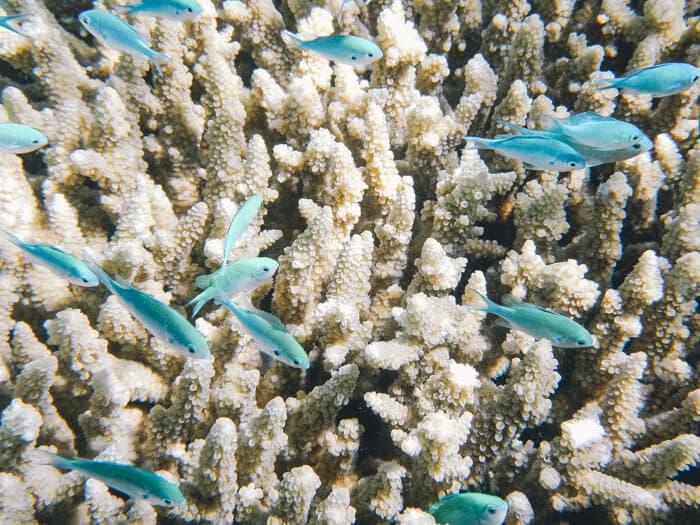 facts on great barrier reef