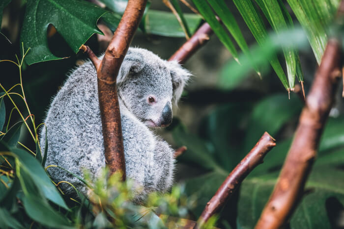 what to see in port douglas