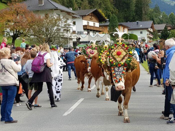 austria cow experience