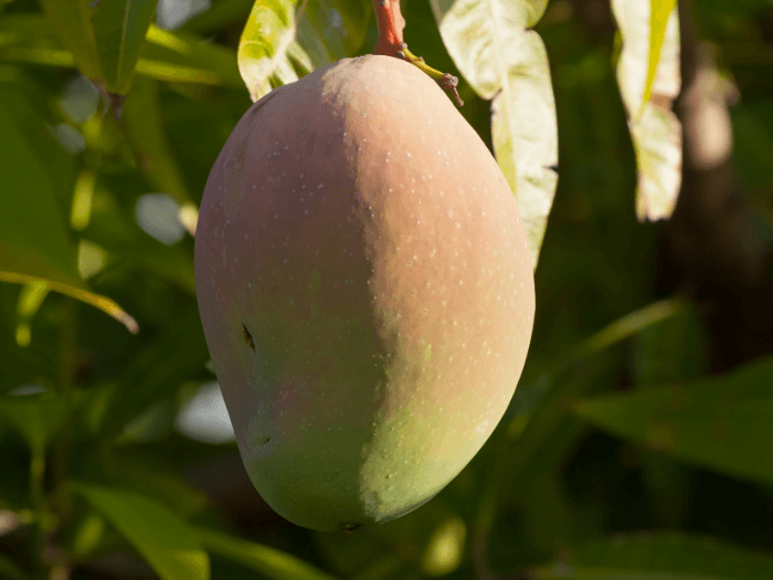 bowen mangoes