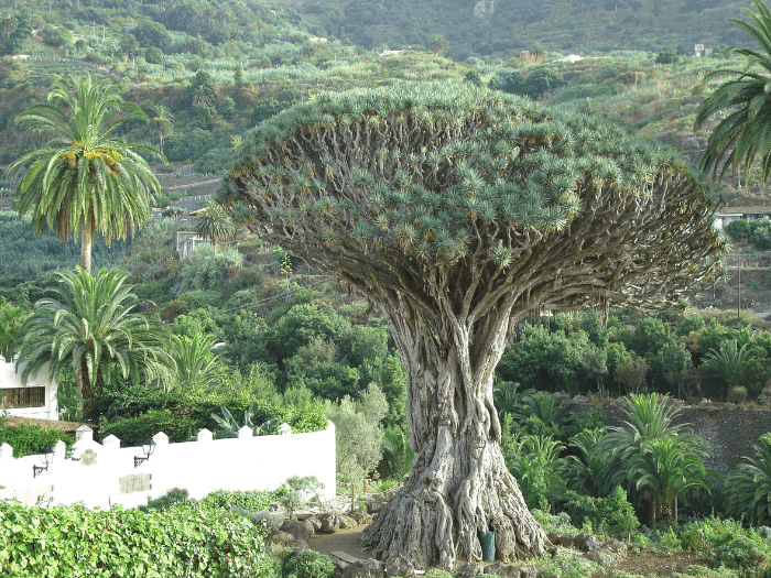 Drago Tree