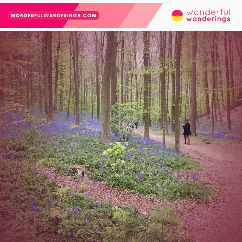 Hallerbos forest