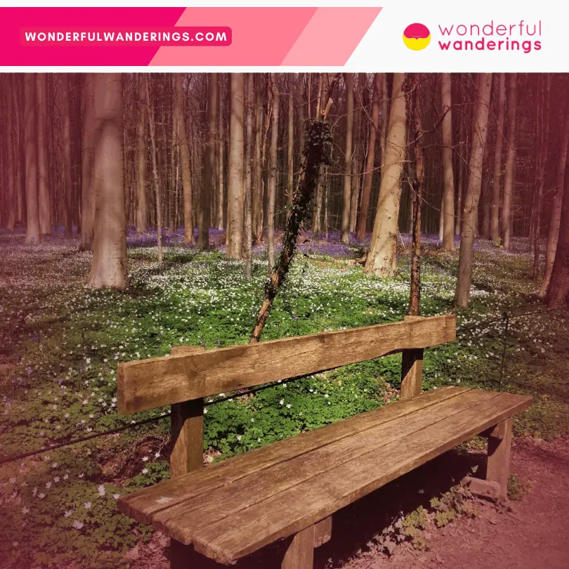 Hallerbos forest bench