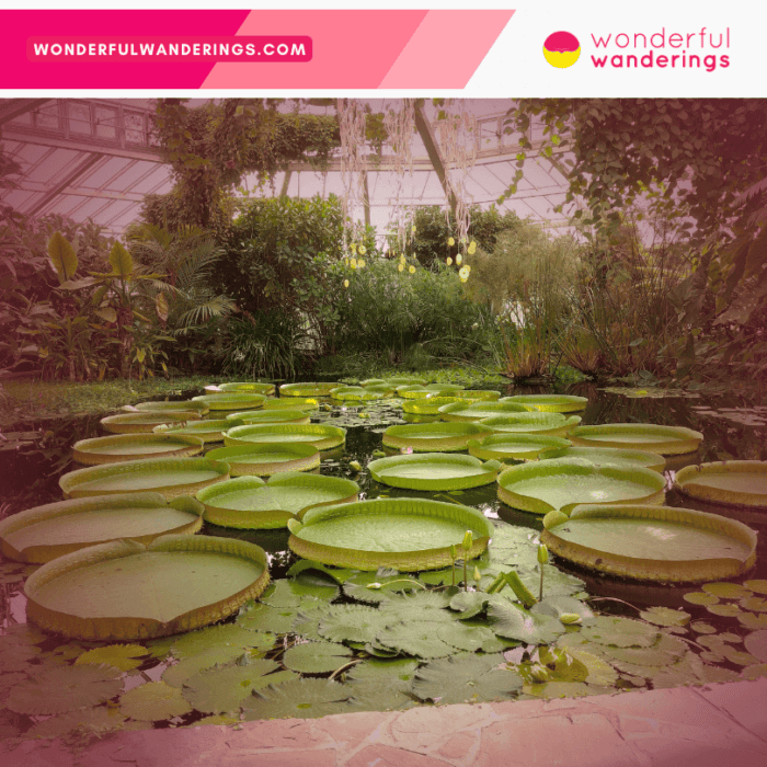 Plantentuin Meise Water Lilies