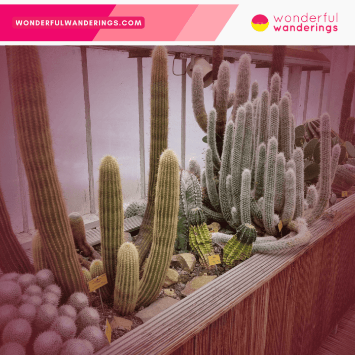 Plantentuin Meise Cactus