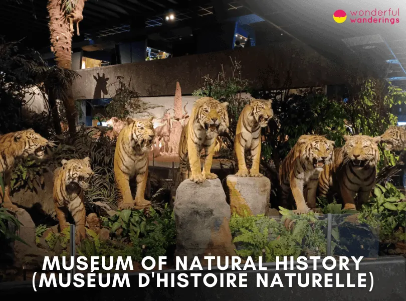 Museum of Natural History (Muséum d'histoire naturelle)