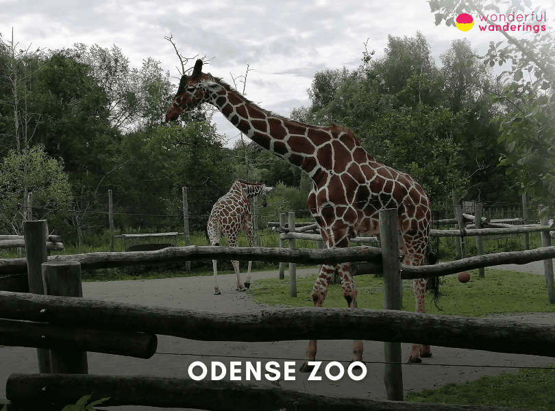 Odense Zoo
