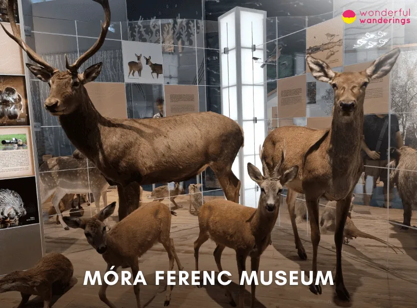 Móra Ferenc Museum