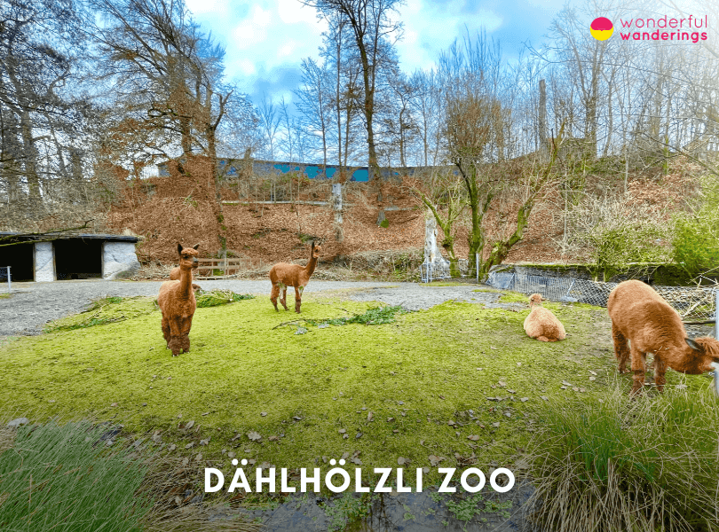 Dählhölzli Zoo