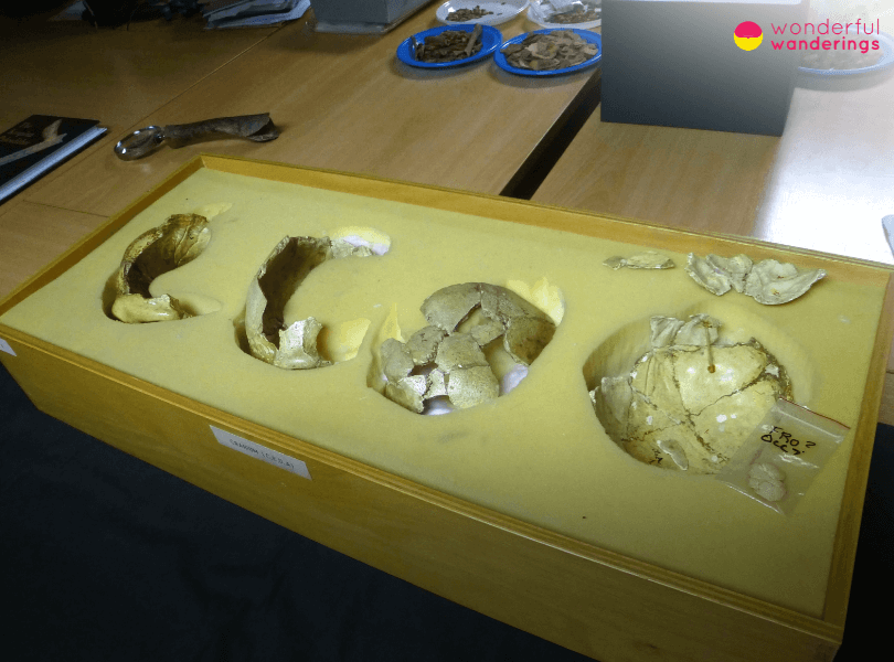 Croatia Neanderthal Remains