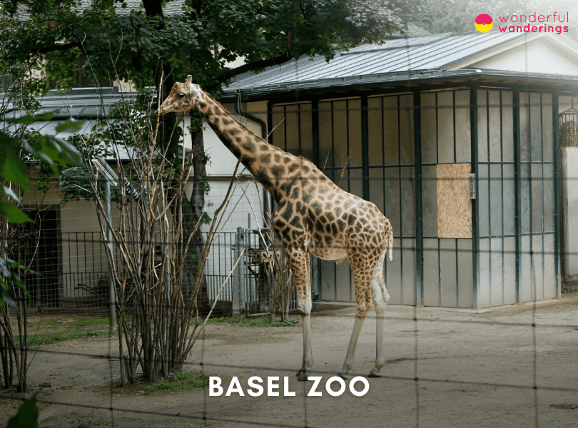 Basel Zoo