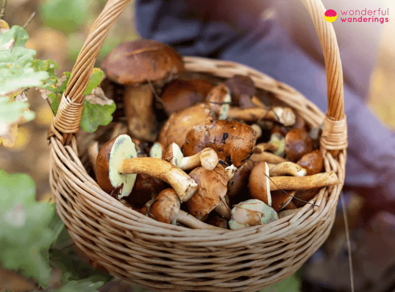 Czechia Tradition Picking Mushrooms