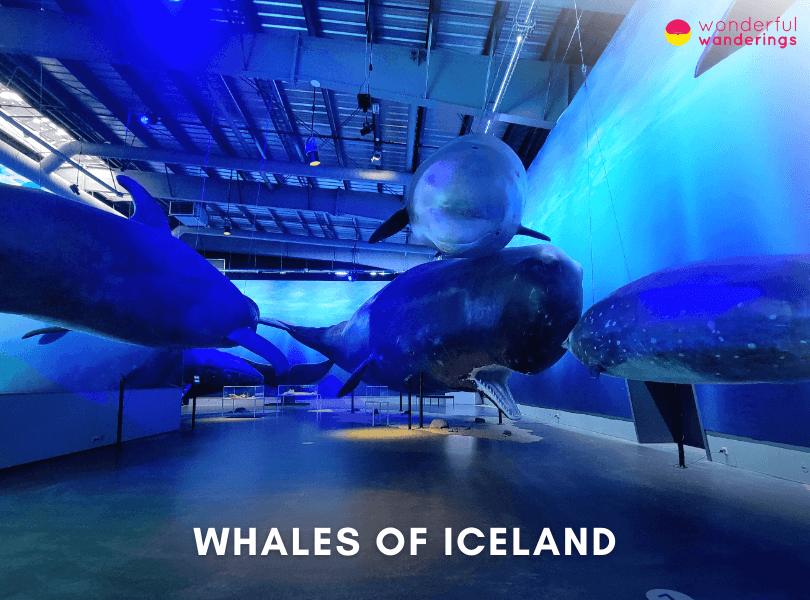 Whales of Iceland