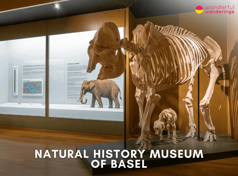 Natural History Museum of Basel