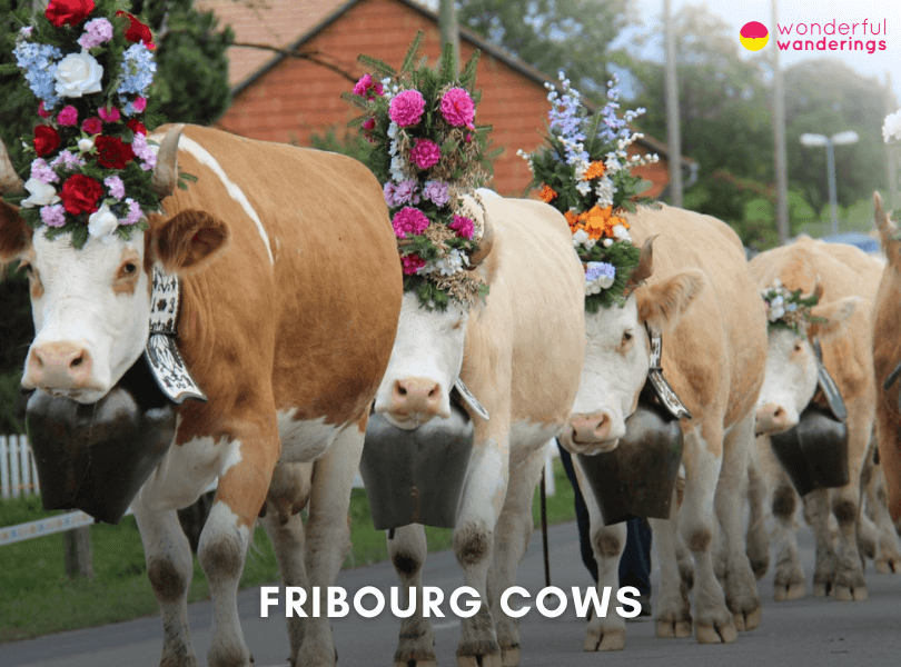 Fribourg Cows