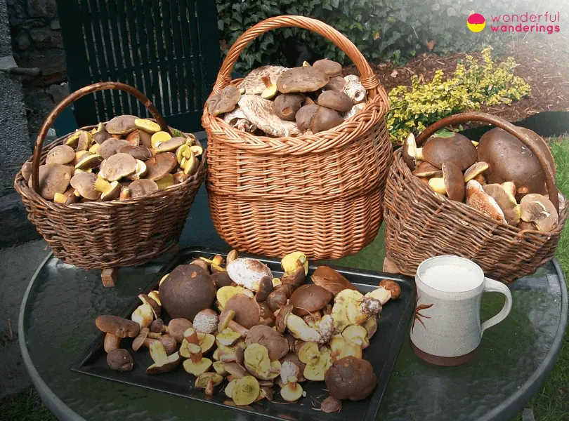 Poland Mushroom Obsession